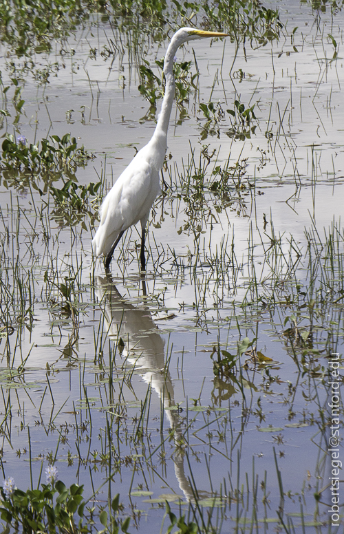 Egret and reflection